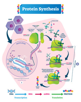 Protein synthesis vector illustration. Transcription and translation.