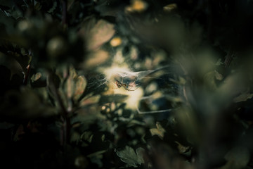 Spider in nature