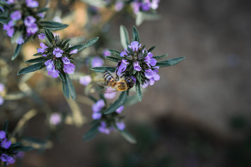 Bee eating from a Thyme plant