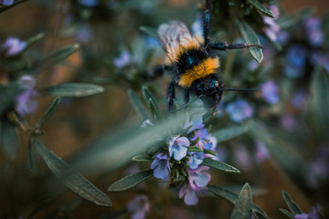Bumblebee on thyme flowers