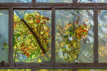 The big broken window in the abandoned industrial building with autumn colorful trees outside it