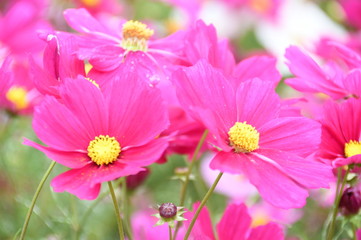 Fototapeta premium コスモス