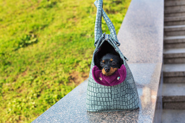 Black Russian Terrier sitting in  gray dog carrying bag