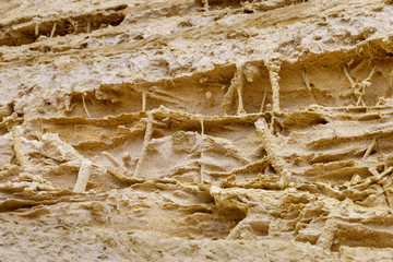 Filiform fossilized concretions in the alluvial sand soil