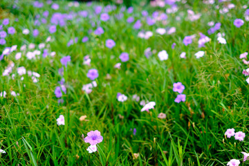 Beautiful violet flower blur background with copy space,selected focus