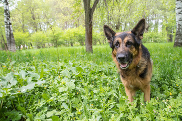 Dog German Shepherd in a forest in a summer