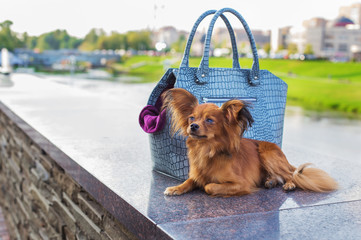 Red Russian Terrier lying near  gray dog carrying bag