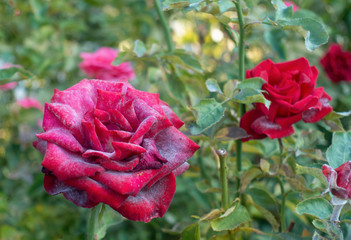 Powdery mildew on red rose