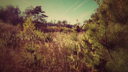 Obraz premium После утреннего тумана