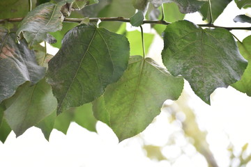 big leaves of poplar