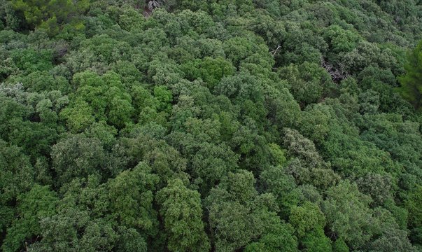 Dense Forest, Katanga, Congo