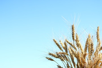 wheat and  sky