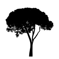 Fototapeta premium Tree with leaves silhouette isolate on white background vector