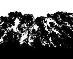 Obraz premium Forest silhouette isolated on white background vector