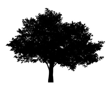 Tree with leaves silhouette isolate on white background vector