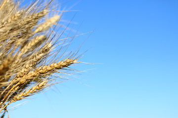 Obraz premium wheat ears and sky