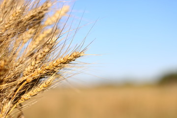 wheat and  sky