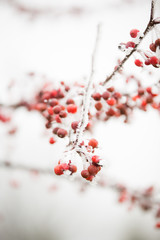 Red berries and beautiful, icy, white frost