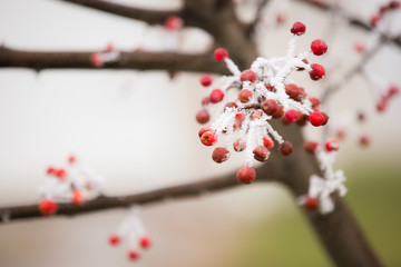 Red berries and beautiful, icy, white frost