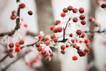 Red berries and beautiful, icy, white frost