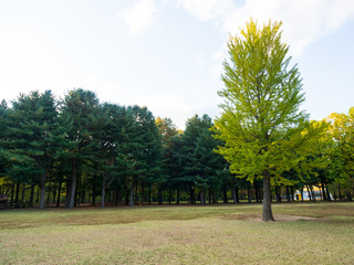 Big alone ginkgo tree in autumn season on the public park and blue sky background.Predominant and different concept.