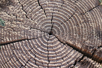 Fototapeta premium cut a tree