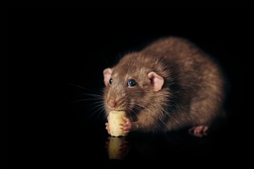 Closeup of a rodent eating  a piece of cheese - Isolated on black background.
