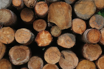 sawn wood background. cut of wood texture