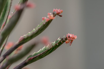 Selective focus  Bryophyllum daigremontianum succulent, commonly called devil’s backbone, mother of thousands, alligator plant, or Mexican hat plant is a succulent plant.