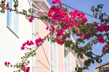 Fototapeta na wymiar Details of pink flowers against traditional greek houses in background