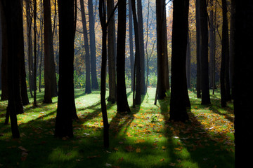 Mystical autumn forest.