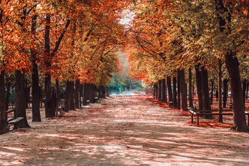 Parisian Boulevard