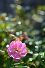 Naklejka na ściany i meble rose garden in Yokosuka