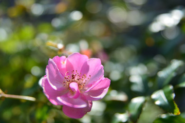 rose garden in Yokosuka