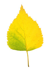 Autumn birch leaf on isolated