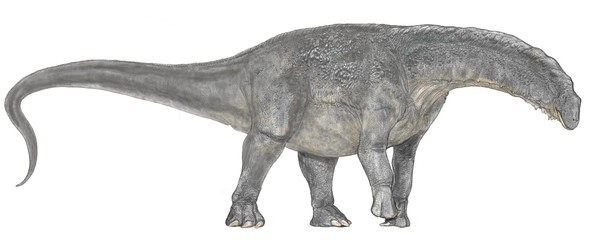 アルバータケラトプス 角竜類 ケラトプス科の恐竜としては近年の作品 カナダの専門家のアドバイスを受け角の長さ等にも反映させた 今後この恐竜を描くつもりはない イラスト画像完成2007年 体色は自由に設定した Wall Mural Mineo