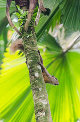 Eichhörnchen auf Palme