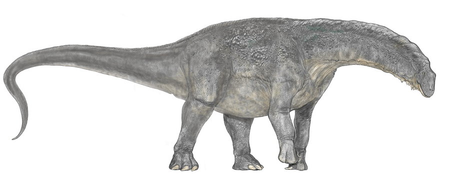 恐竜。ティタノサウルス・コルバーチの名称であったが、現在はティタノ