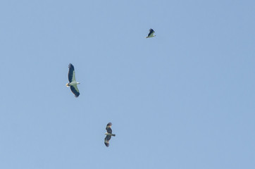 Adler Familie im Flug