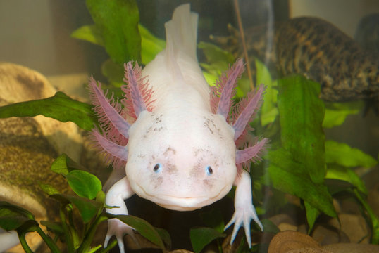 Underwater Axolotl portrait close up in an aquarium. Mexican walking fish. Ambystoma mexicanum.