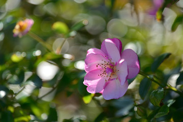 Fototapeta na wymiar rose garden in Yokosuka
