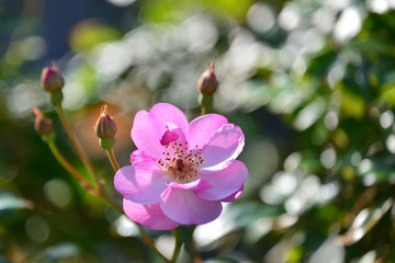 rose garden in Yokosuka