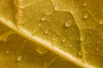 Makroaufnahme Tautropfen auf Herbstblatt