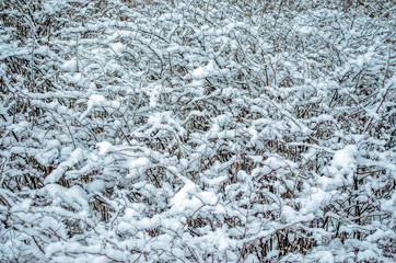 white snow pattern on the bushes in the winter Park