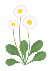 Bellis perennis
Vector illustration of daisy flower