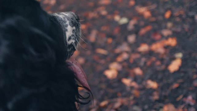 Cute Puppy Panting Slow Mo