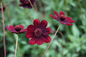 チョコレートコスモスの花