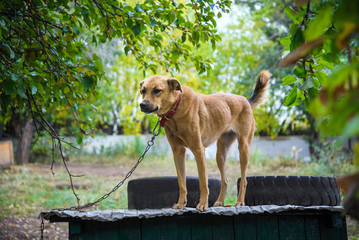 Red-haired mongrel dog on the roof of his booth