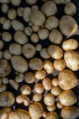 fresh crop of potato