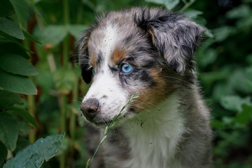 Dog, Miniature Australian Shepherd, Puppy